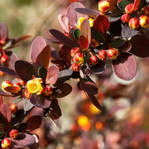 Bérberis Atropurpurea