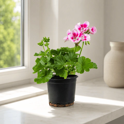 Pelargonium White Splash - Gerânio