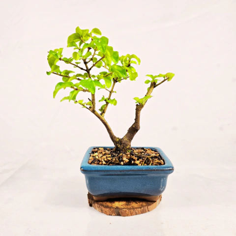 Bonsai Ligustro Sinensis 3 anos