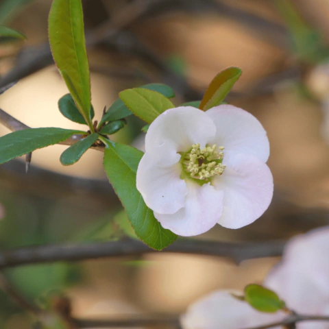 Chaenomeles Branca - Chaenomeles Speciosa