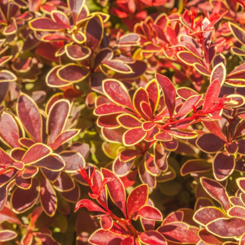 Berberis Admiration