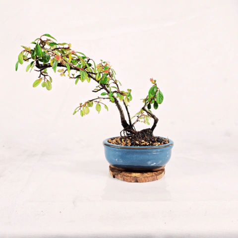 Bonsai Cotoneáster Conspicious 2 anos