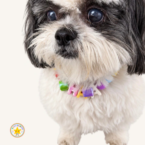 Rainbow Pet Necklace Personalizado