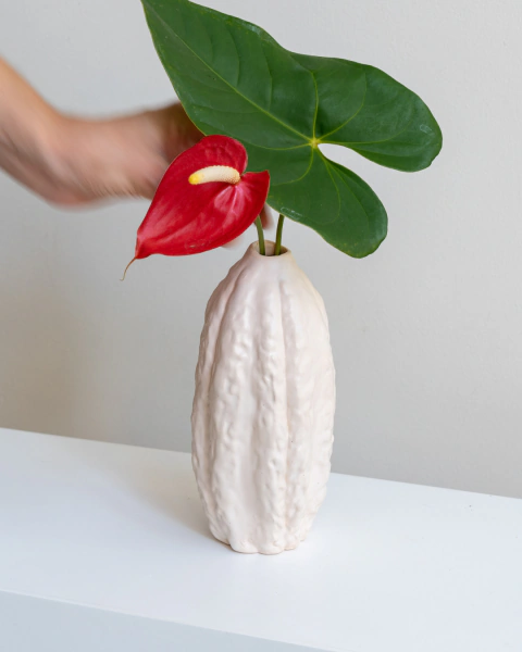 Cacao en Flor