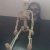 Sr Caveira Mini Esqueleto articulado - comprar online