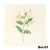 Botanica en internet