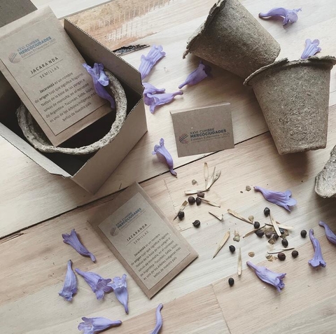 Kit plantable con semillas nativas de Jacaranda para XXVI Cumbre Mercociudades