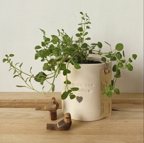 Planta Aromática en Maceta de Cerámica – Frescura Natural para Regalos Corporativos