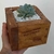 10 kits de maceta de madera de descarte con Suculenta - comprar online