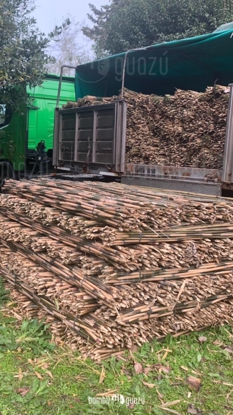 Cañas japónicas segunda 12 a 20 mm x 2 metros paquete 50 unidades - comprar online