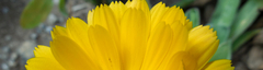 Banner de la categoría AMERINDIA