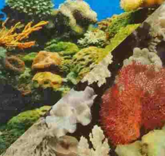 Imagen de RESPALDO EN ROLLO