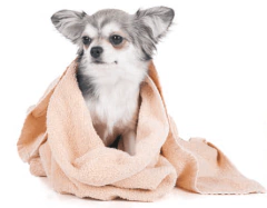 VARIEDAD SHAMPOOS 3.8 LTS - comprar en línea