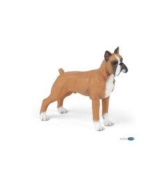 BOXER - PAPO