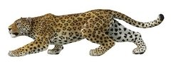 LEOPARDO - PAPO