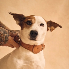 Correa Airtag para mascotas Walden en internet