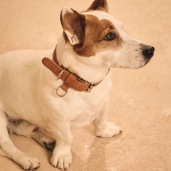 Correa Airtag para mascotas Walden - Crossover