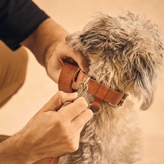 Correa Airtag para mascotas Walden - tienda online