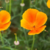 Amapola Eschscholzia - comprar online