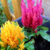 Celosia Plumosa Mix - comprar online