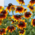 Rudbeckia Marmalade Mix (3gr) - Huerta de Cero | Semillas Premium