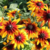 Rudbeckia Marmalade Mix (3gr) - comprar online