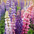 Lupinus Russell Mix