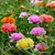 Portulaca Doble Mix (2gr) - comprar online