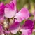 Semillas de Arvejilla de Olor ROSA Trepadora – Flor perfumada y colorida para pérgolas y cercos