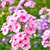 Phlox Drumondi Mix (5gr) en internet