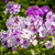 Semillas de Phlox Drummondii Mix – Flores aromáticas y coloridas para macetas y bordes