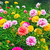 Portulaca Doble Mix (2gr) - tienda online