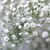 SEMILLAS DE GYPSOPHILA BLANCA (Gypsophila elegans)