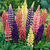 Lupinus Russell Mix - comprar online