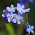 Semillas de Myosotis Blue (No Me Olvides) – Flores azules resistentes, ideales para jardines sombreados y bordes florales.