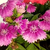 Semillas de Clavelina de la China – Flores bicolores y resistentes, ideales para jardines y macetas