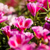 Semillas de Godetia Flor de Azalea Mix – Flores dobles coloridas y resistentes
