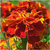 Imagen de Combo Semillas De Flores Primavera - Verano