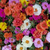 Portulaca Doble Mix (2gr) en internet