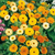 Calendula Fiesta Gitana Mix - comprar online