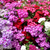 Phlox Drumondi Mix (5gr)