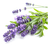 Compra semillas de Lavanda Officinalis (2gr) | Huerta de Cero