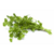 Semillas de Cilantro – Planta aromática con hojas frescas y sabor intenso, ideal para cocina.