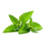 Semillas de Melisa – Planta aromática y medicinal, ideal para infusiones y huertos.