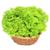 Lechuga Crespa - comprar online