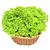 Semillas de Lechuga Crespa – Hojas rizadas y crujientes, de rápido crecimiento, ideal para huertos