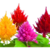 Celosia Plumosa Mix - Huerta de Cero | Semillas Premium