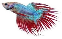 BETTA MACHO