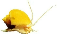 CARACOL MANZANA M - comprar online
