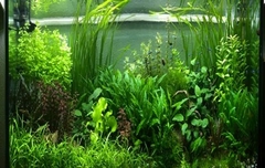 PLANTAS NATURALES SURTIDO POR 5 UNIDADES